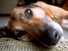 Мучительную смерть собаки, намеренно отравленной лекарством от туберкулеза, сняли на видео в Бельцах