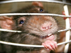 Ужасная смерть: женщину в Хынчештском районе загрызли крысы 