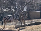 Взрывной прирост малышей в Кишиневском зоопарке: Новое поколение животных радует посетителей