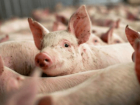 В Новоаненском районе забьют 65 тысяч свиней