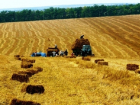 «Больше кукурузы, меньше картошки и молока»: статистики увидели рост сельского хозяйства в Молдове