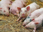 ANSA уничтожила почти сотню свиней в Кагульском районе