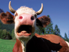 Испугавшаяся корова убила своего хозяина в Слободзейском районе