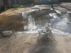 Ботаника сегодня частично осталась без воды