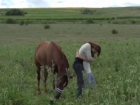 Единственный в Молдове приют для лошадей уже больше года работает в одном из сел Криулянского района