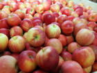 Коронавирус помог реализовать яблоки в Молдове