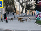 Муниципальные службы в Бельцах отказываются вывозить из города трупы животных