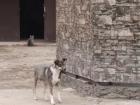 Агрессивные бродячие псы принялись набрасываться на жителей Комрата