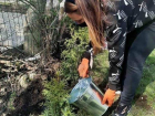 В Кишиневе возобновилась кампания по посадке деревьев 