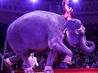 Слон с наездницей рухнул на зрителей в цирке