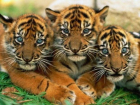 В Кишиневском зоопарке появились детеныши бенгальского тигра