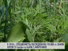 Приднестровье объявило войну амброзии – коммунальные службы истребляют сорняк