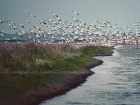 Невероятной красоты зрелище в Гагаузии – озеро Конгаз заполонили сотни пеликанов