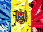 Экс-депутат попросил Конституционный суд легализовать марихуану в Молдове