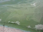 Картина апокалипсиса: Озеро в парке «Валя Морилор» источает запах химикатов  