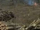 В Фалештах оштрафованы лесники, сжигавшие ветки и листья