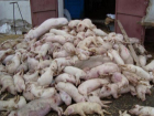 Вспышка африканской чумы свиней обнаружена в Кагульском районе 