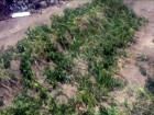Грандиозную плантацию конопли в кукурузном поле обнаружила полиция Кишинева