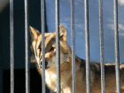 Глаза за решеткой: как выглядят животные, которые проводят свою жизнь в столичном зоопарке