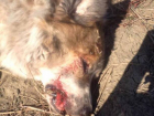 Жестокое убийство собаки в Теленештах вызвало бурные эмоции жителей Молдовы