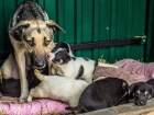 В Кишиневе центр стерилизации собак обвинили в неподобающем содержании животных