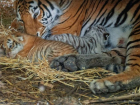 Администрация зоопарка опубликовала первые фотографии родившихся месяц тому назад тигрят
