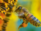 Власти Гагаузии отреагировали на массовый падеж пчел на юге Молдовы