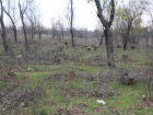 В Гагаузии злоумышленники незаконно вырубают лес