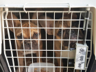 16 щенков-нелегалов из Молдовы задержали на Брянской таможне
