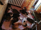 Жительница Фалешт держит в квартире 23 животных и просит помощи