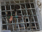 Попытку побега заключенных пресекли в Липканах