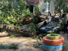 Огромное дерево рухнуло на автомобиль во дворе жилого дома на Ботанике  