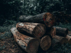 В Молдове лес будут вырубать на дрова – экологи в ужасе