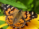 Предупреждение ANSA: в Молдове можно встретить опасную бабочку