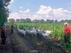 В Каменке пропавшее стадо коз нашли на границе с Украиной