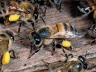 Жертвами смертельной атаки разъяренных пчел стали румыны