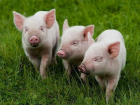 Вспышку африканской чумы свиней выявили в Молдове на границе с Украиной 