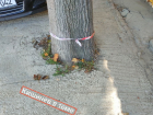 Идиотизм экстра-класса: строители залили бетоном грунт вокруг деревьев