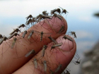 Комары-носители лихорадки Западного Нила покусали рыбаков на молдо-румынской границе