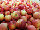 Яблоки уходят на сок: аграрии жалуются на рекордно низкие цены