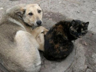 Отстрел кошек, собак, ворон и сорок разрешили в Хынчештском районе