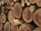 Виновные в незаконной вырубке леса в Вадул-луй-Водэ могут жестоко поплатиться