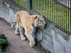Кишиневский зоопарк организует бесплатные экскурсии