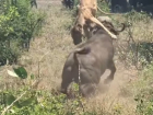 Впечатляющее видео: буйвол поднял на рога грациозную львицу