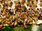 Пчеловоды выходят из зимы с большими потерями