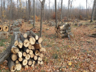 Десятки здоровых деревьев спилили в лесу между Кондрицей и Кэприяной
