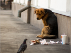 Директор Autosalubritate: в Кишиневе около 20 тыс. бездомных собак