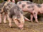 В Молдове за полгода поголовье свиней сократилось на треть