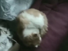 18-летний тираспольский изувер выкинул надоевшего кота в окно, сняв это на видео 