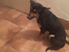 Избитого пса вытащил из подъезда кишиневской многоэтажки "ангел собак"